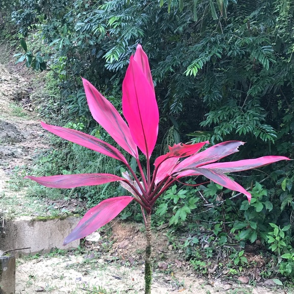 Meet your Posher, Dorothy - Picture 1 of 1